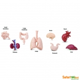 Cilvēka orgāni