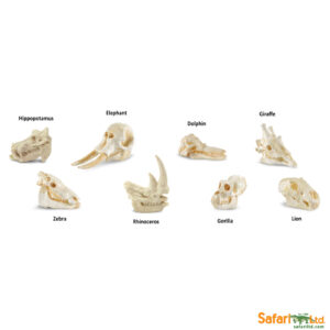 Zīdītāju galvaskausi